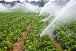 Irrigation cultures