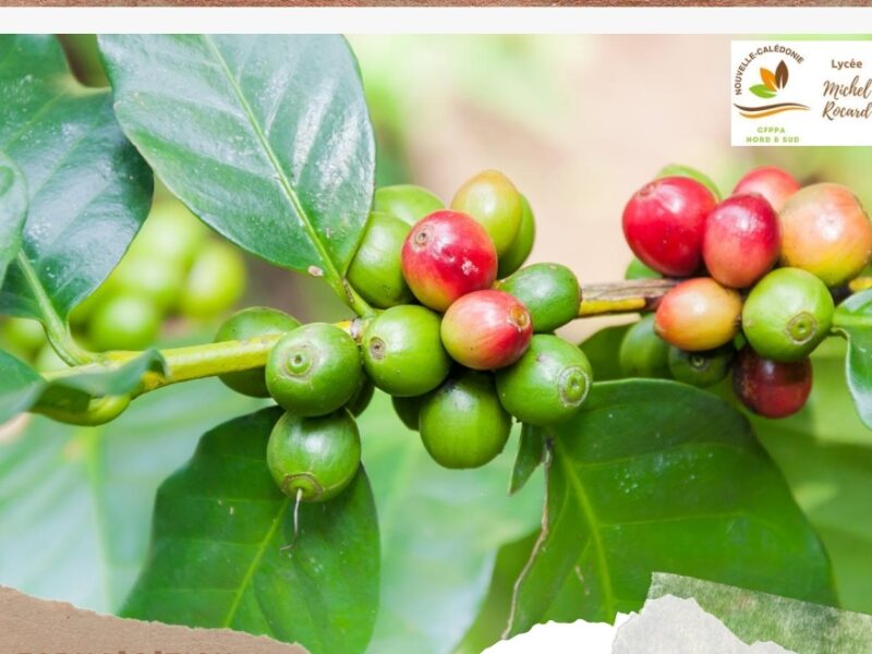 Installer une caférie