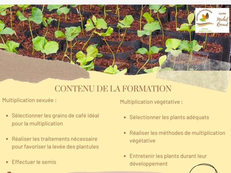 Multiplier les plants de café