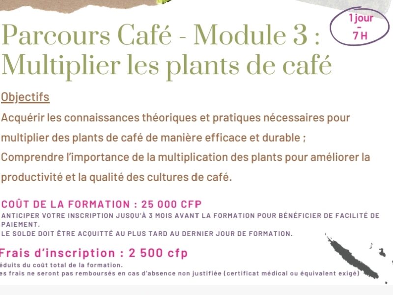 Multiplier les plants de café