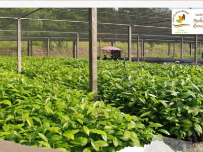 Multiplier les plants de café