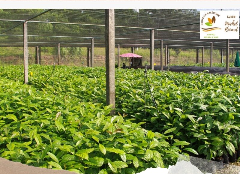 Multiplier les plants de café