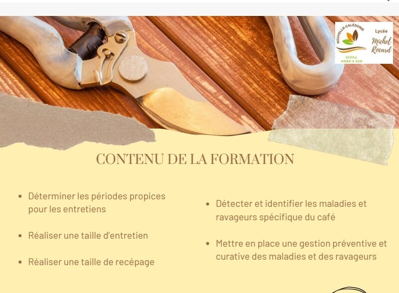 Entretenir les plants de café