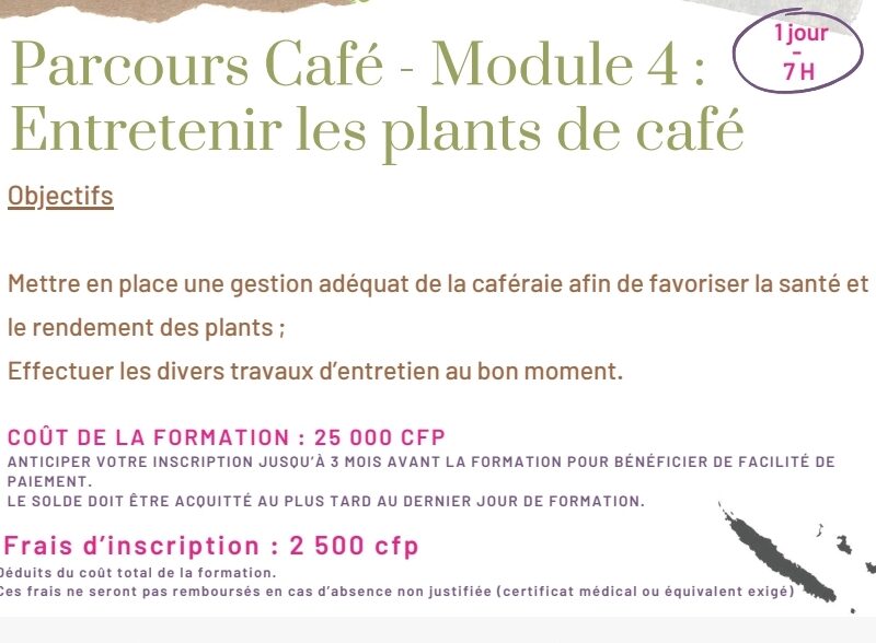 Entretenir les plants de café