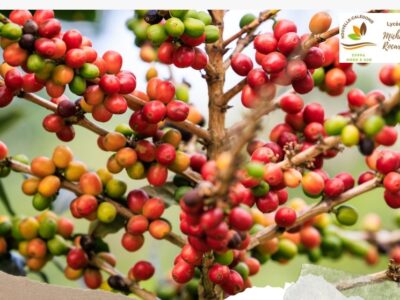 Entretenir les plants de café