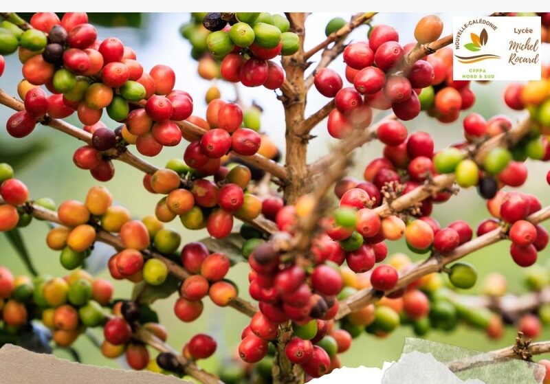 Entretenir les plants de café