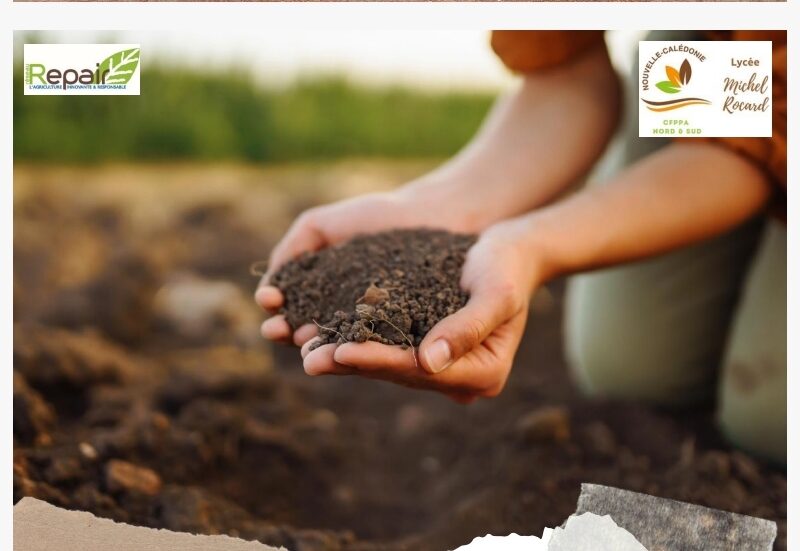 Des sols fertiles sans engrais de synthèse