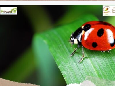 Protection agroécologique des cultures maraichères 1