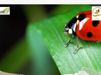 Protection agroécologique des cultures 2