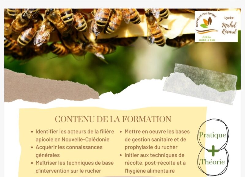 Initiation apiculture