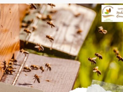 Initiation apiculture