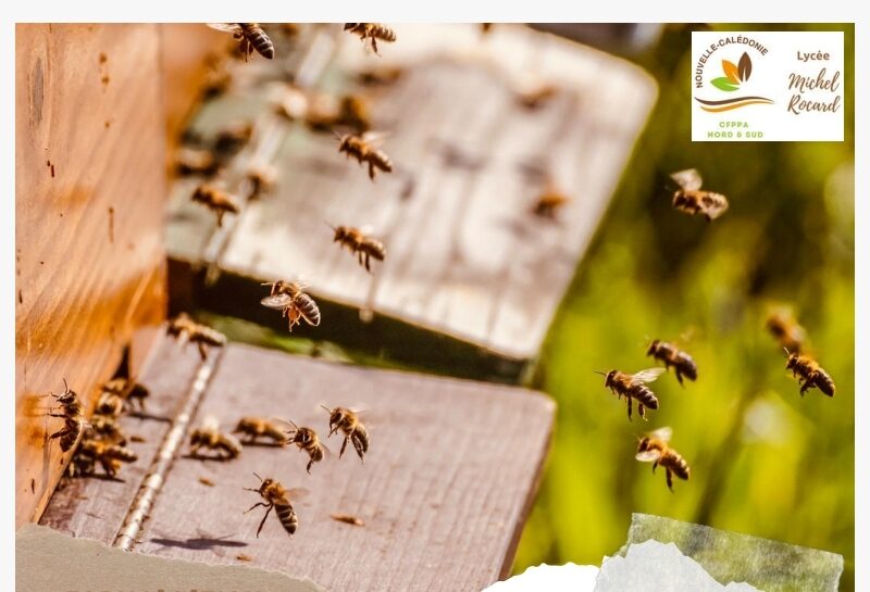 Initiation apiculture