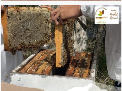 Maitrise des techniques apicoles