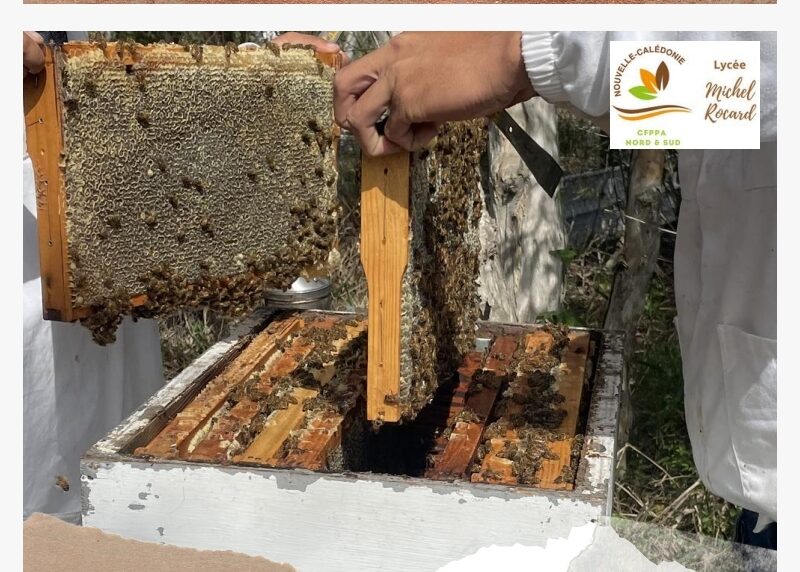 Maitrise des techniques apicoles