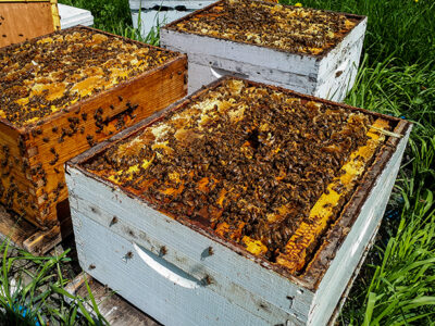 Améliorer sa production apicole