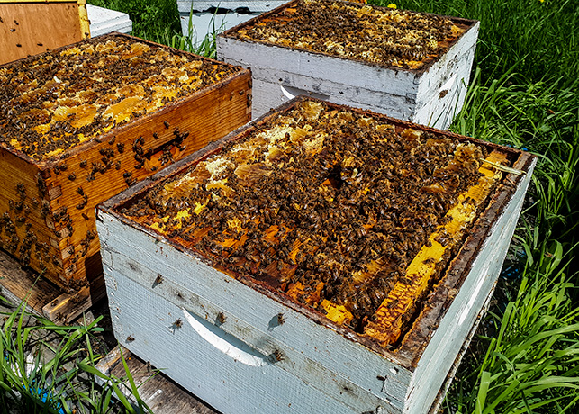 Améliorer sa production apicole