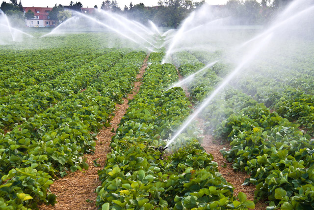 Irrigation des cultures